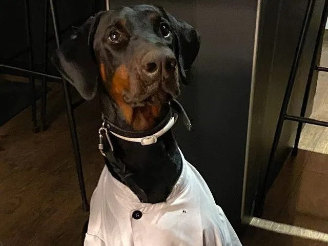 A Day in Balance: Afternoon Service as a Chef and Life with Picola (my dog)